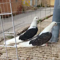 جفت تهرانی دورشت درجه یک یجفت کله پرتقالی