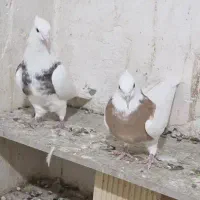 یک جفت کبوتر زردو هفت رنگ
