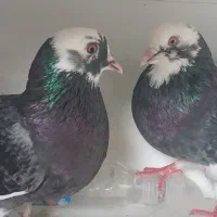 چند تا کبوتر پرشی