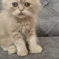 بچه گربه نژاد اصیل پرشین