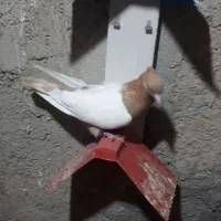 چند کفتر رنگی،زاغ|پرنده|بندر ماهشهر, |دیوار