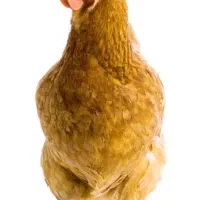 حیوانات|حیوانات مزرعه|زاغه, |دیوار