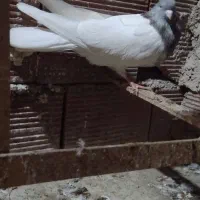کله نر|پرنده|بجنورد, |دیوار