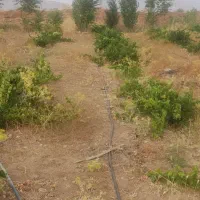 باغ 3010 متری جاده عمرل سند تک برگ|فروش دفتر صنعتی، کشاورزی، تجاری|کرمانشاه, |دیوار