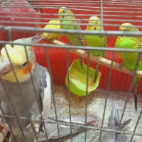 عروس هلندی و مرغ عشق