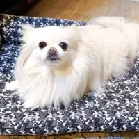 جای خواب پت