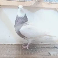 رنگی بهبهانی سینه طوقی