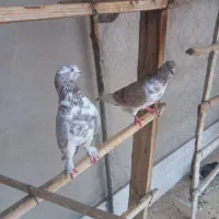 کفتر پریشیی