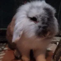 خرگوش بازیگوش