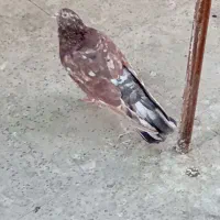 کبوتر سرور نر