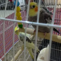 عروس هلندی