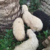 ۴عدد بره نر
