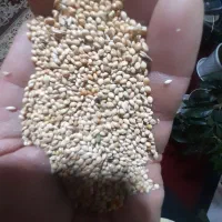 فروش ارزن