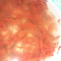 ماهی|ماهی|بجنورد, |دیوار