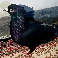 نر کلاغ گوک با گلی گوک|پرنده|راور, |دیوار