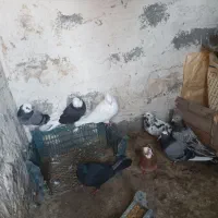 کبوتر|پرنده|سیلوانه, |دیوار