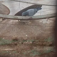 کبوتر|پرنده|شیراز, احمدی جنوبی|دیوار