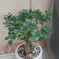 گل بنسای|گل و گیاه طبیعی|قرچک, پویینک|دیوار