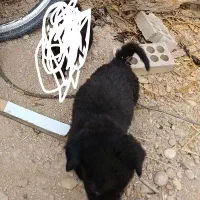 سگ قدرجانی|سگ|شوشتر, |دیوار