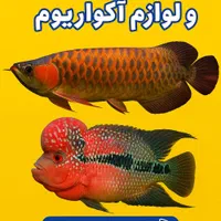 فروش ماهی و لوازم آکواریوم