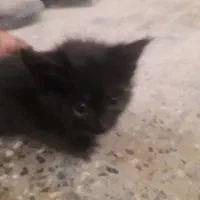 فروش بچه گربه