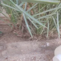 بچه نخل مجول