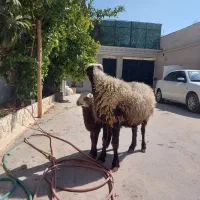 یک راس میش بره دار درجه یک|حیوانات مزرعه|مرودشت, نقش رستم|دیوار