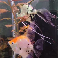 آکواریوم شیک