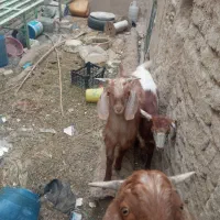 گوسفند فروشی جفت نر ماده هستن