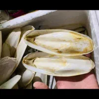 کف دریا ارسال از جنوب|لوازم جانبی حیوانات|تهران, جماران (نیاوران)|دیوار