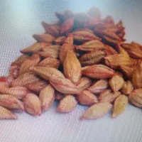 بذر اصلاح شده جو