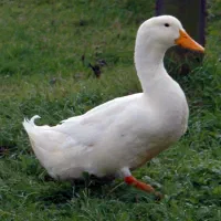 اردک مرغابی معاوضه