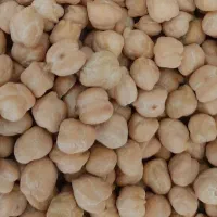 فروش گندم ریژاو +نخود بهاره|خدمات باغبانی و درختکاری|ایوان, |دیوار