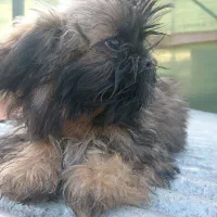 توله شیتزو های 2ماه و نیمه