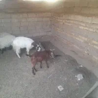 کهره نر