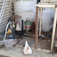 مرغ و خروس محلی جوان