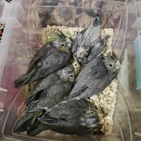 جوجه عروس هلندی|پرنده|شیراز, شهرک مهدی‌آباد|دیوار