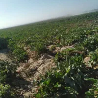 چغندر برای دامداران