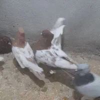 سنیه|پرنده|سبزوار, باهنر|دیوار