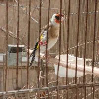 ماده دورگ ۶ ساله