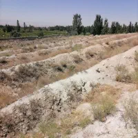 زمین باغ انگور آماده کاشت|فروش دفتر صنعتی، کشاورزی، تجاری|دلبران, |دیوار