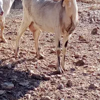 سانن|حیوانات مزرعه|سده (خراسان جنوبی), |دیوار