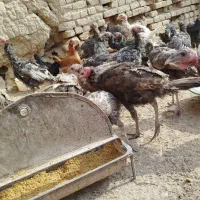 بوقلمون فروشی نر و ماده در هم 20عدد|حیوانات مزرعه|فامنین, |دیوار