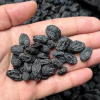 مویز بی دانه تازه درشت یک دست ترکمن۴