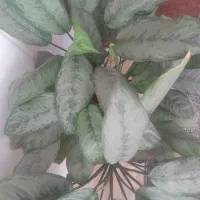 گل طبیعی بزرگ