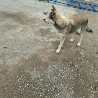 سگ هاسکی نر