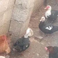 اردک اسراییلی    عروس هلندی|پرنده|تنکابن, |دیوار