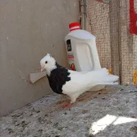کبوتر طوقی