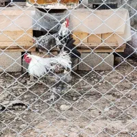 مرغ گلین برهما