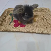 بچه خرگوش نژادلُپ|موش و خرگوش|رشت, کوی غلام نیا|دیوار